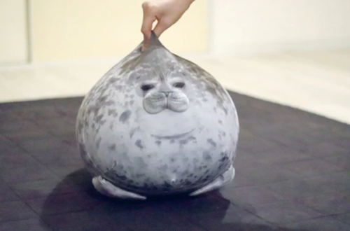 chonky seal toy