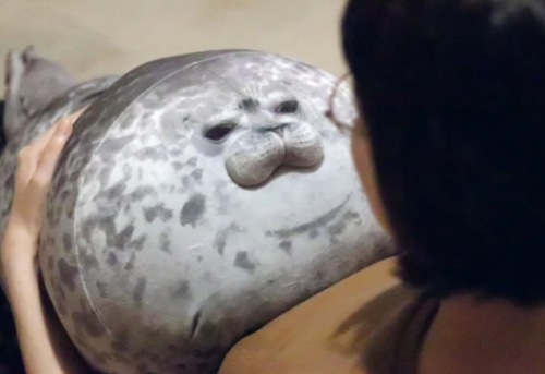 chonky the seal